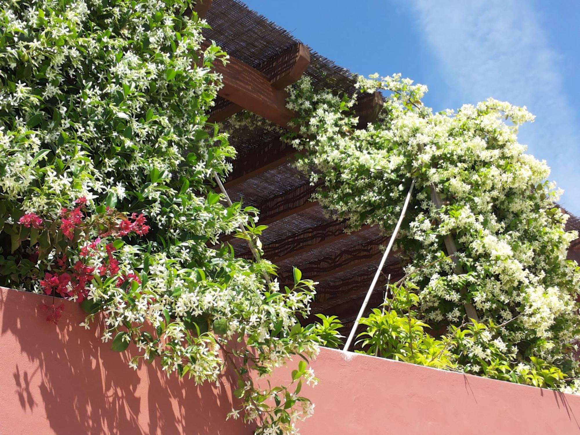 Gato Preto De Silves - Adults Only Bed and Breakfast Exteriör bild