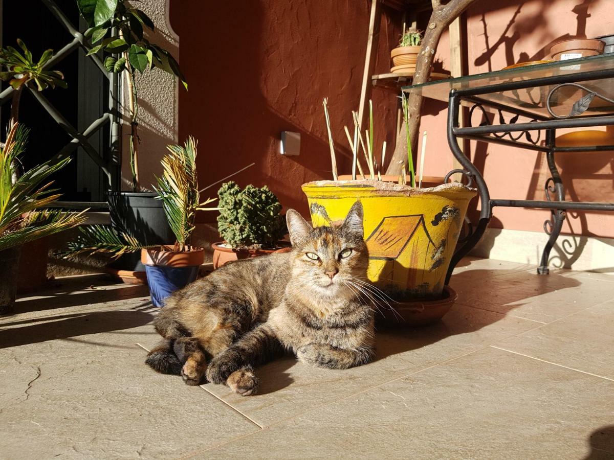 Gato Preto De Silves - Adults Only Bed and Breakfast Exteriör bild